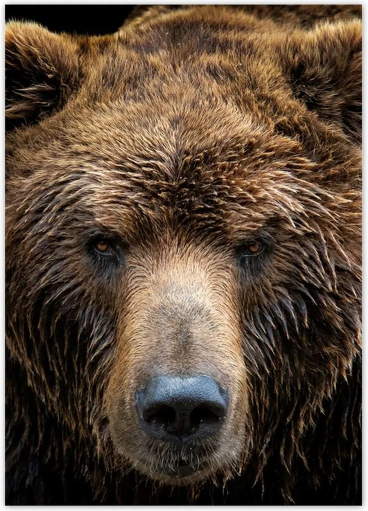 Poszterek 50x70 Medve portré