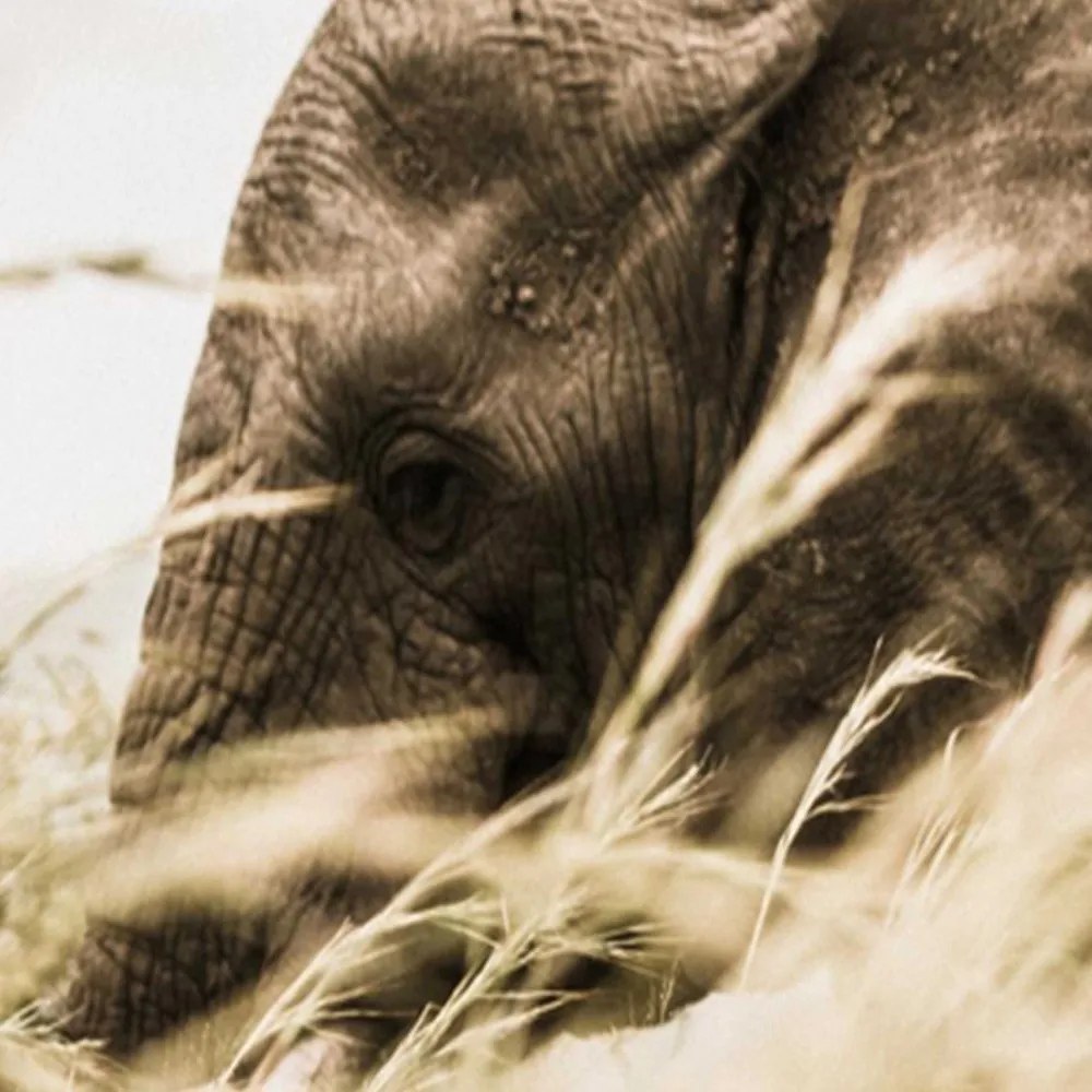 Gario Paraván Elefánt vándorlás Méret: 180 x 170 cm, Kivitelezés: Forgó paraván 360°