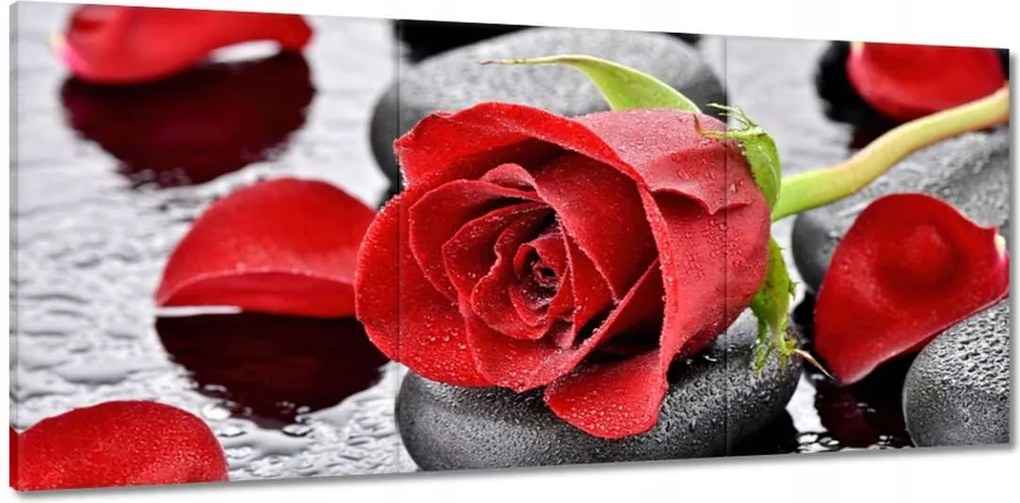 Vászonkép 150x70 Vörös rózsák Kövek