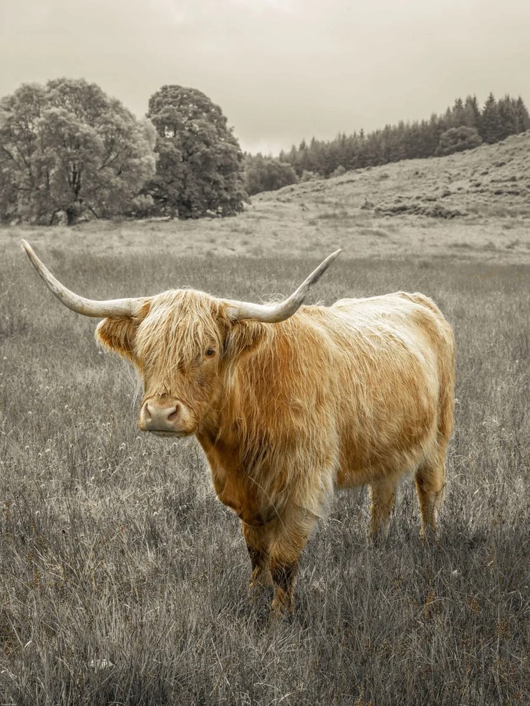 Poszter 60x80cm Hegyi tehén 3, Assaf Frank