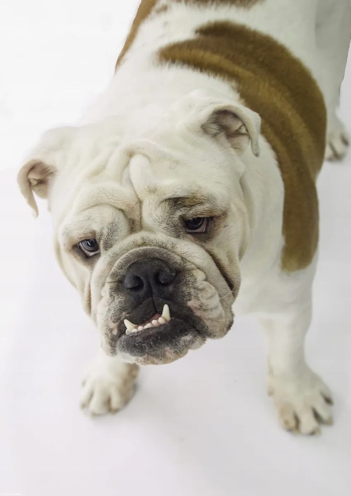 Poszter 29,7x42cm Brit bulldog, fehér alapon, Assaf Frank
