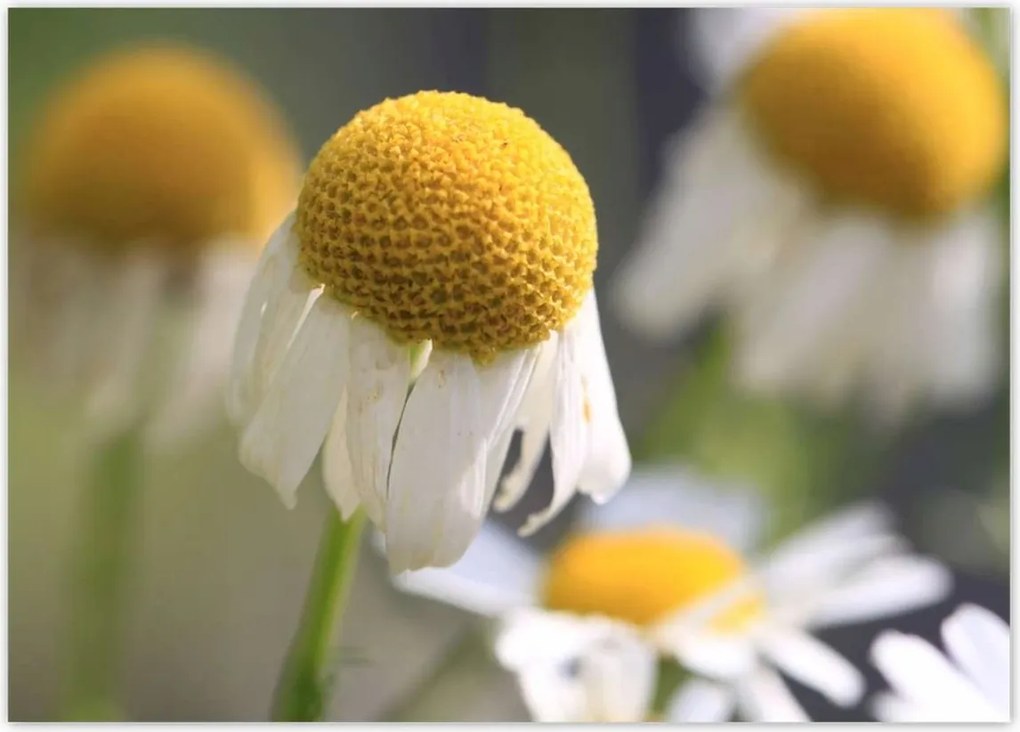 Poszterek 70x50 Kamilla