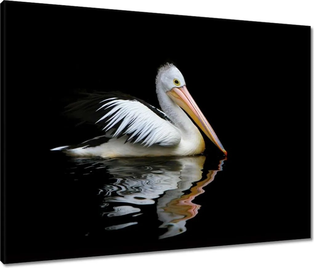 Vászonkép 80x60 Kormorán