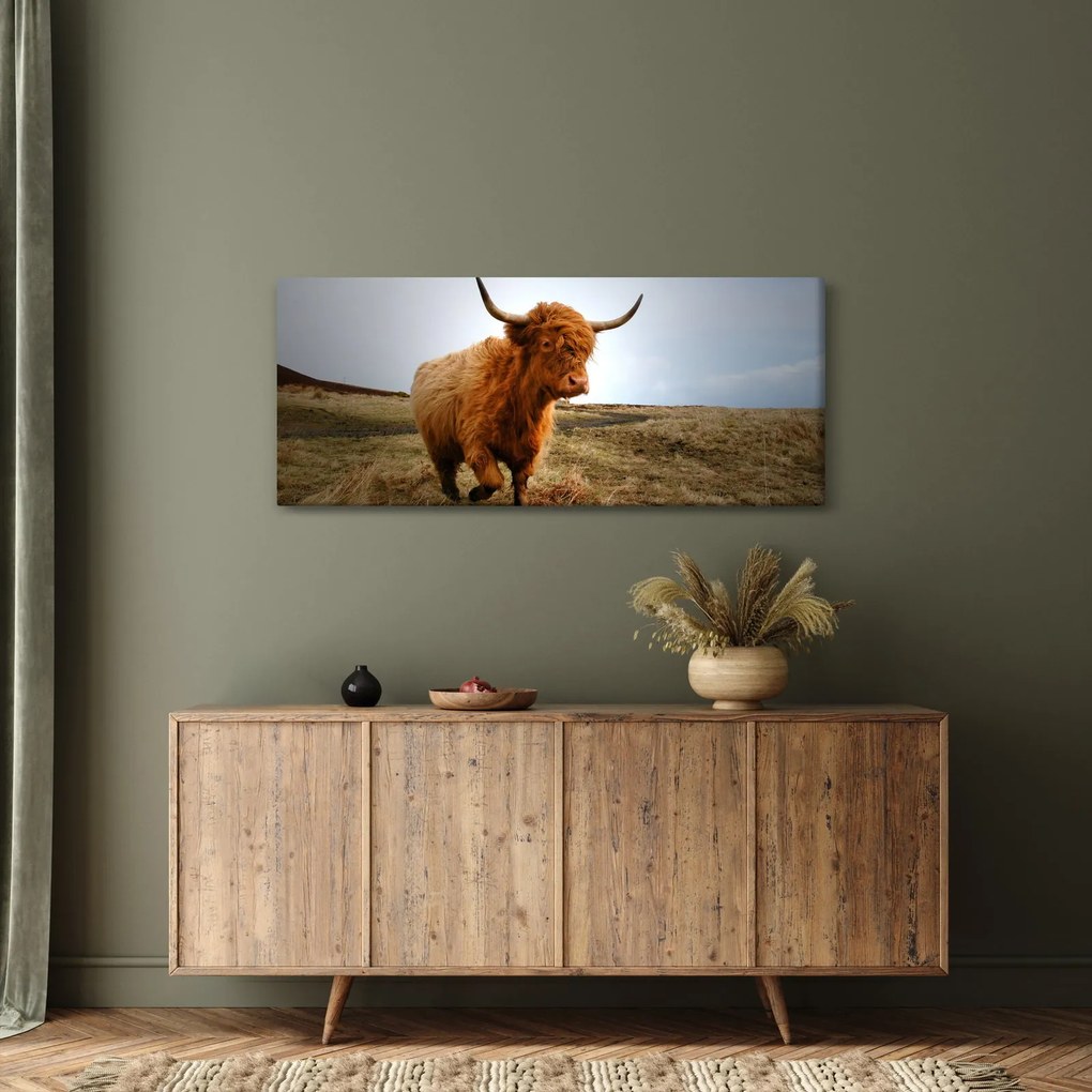 Egy skót tehén képe (120x50 cm)