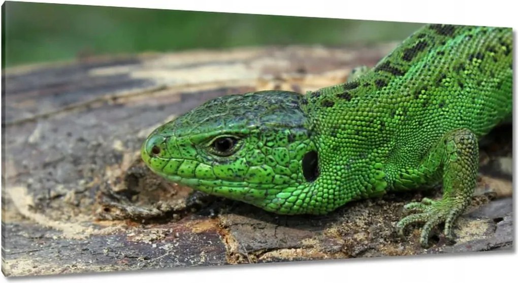 Vászonkép 115x55 Zöld gyík