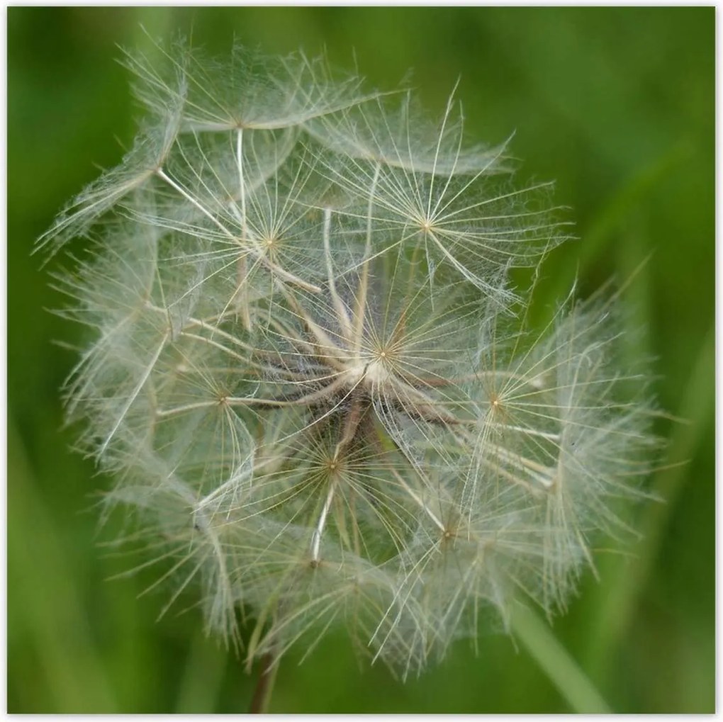 Poszterek 100x100 Pitypang Virág Virágok