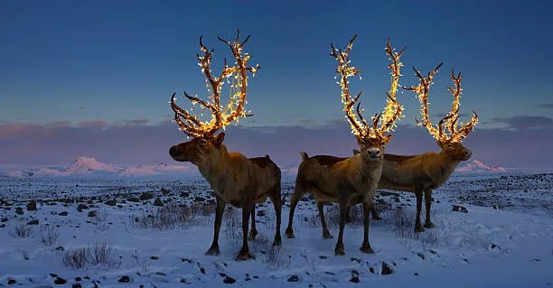 Fotográfia Three reindeers with lights in antlers, Coneyl Jay