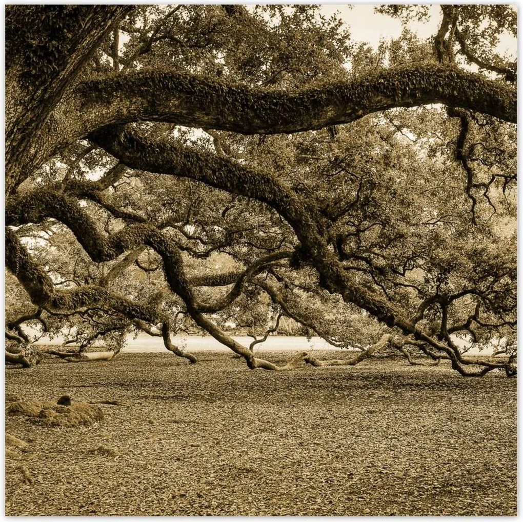 Poszterek 100x100 Erőteljes tölgy