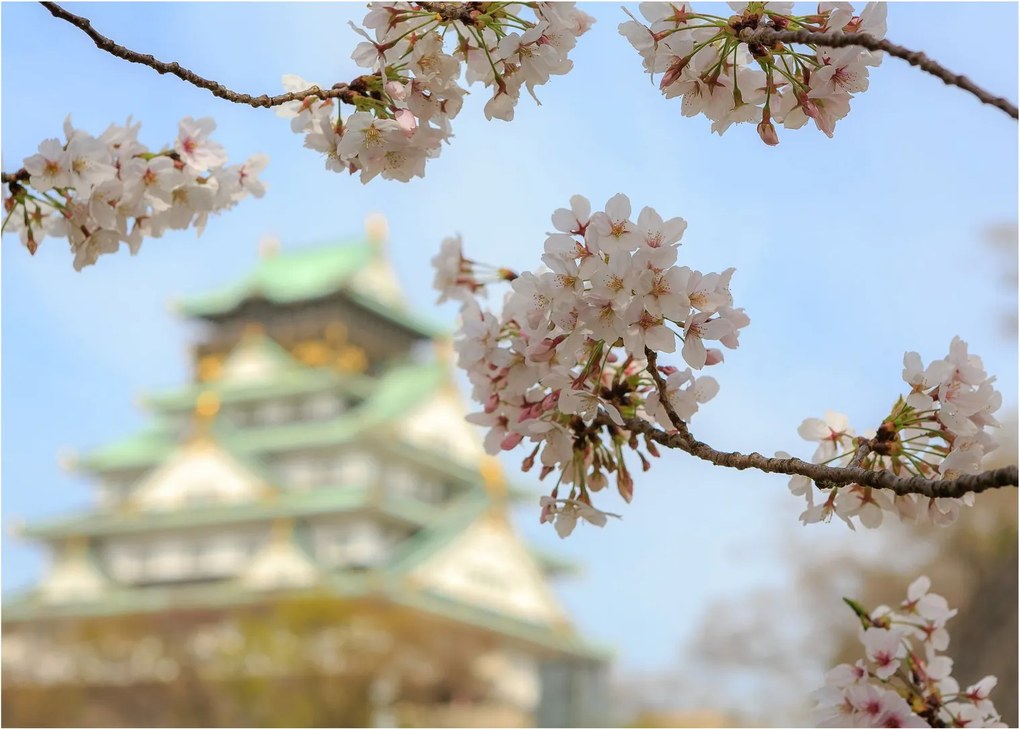 Üveg kép - Sakura (70x50 cm)