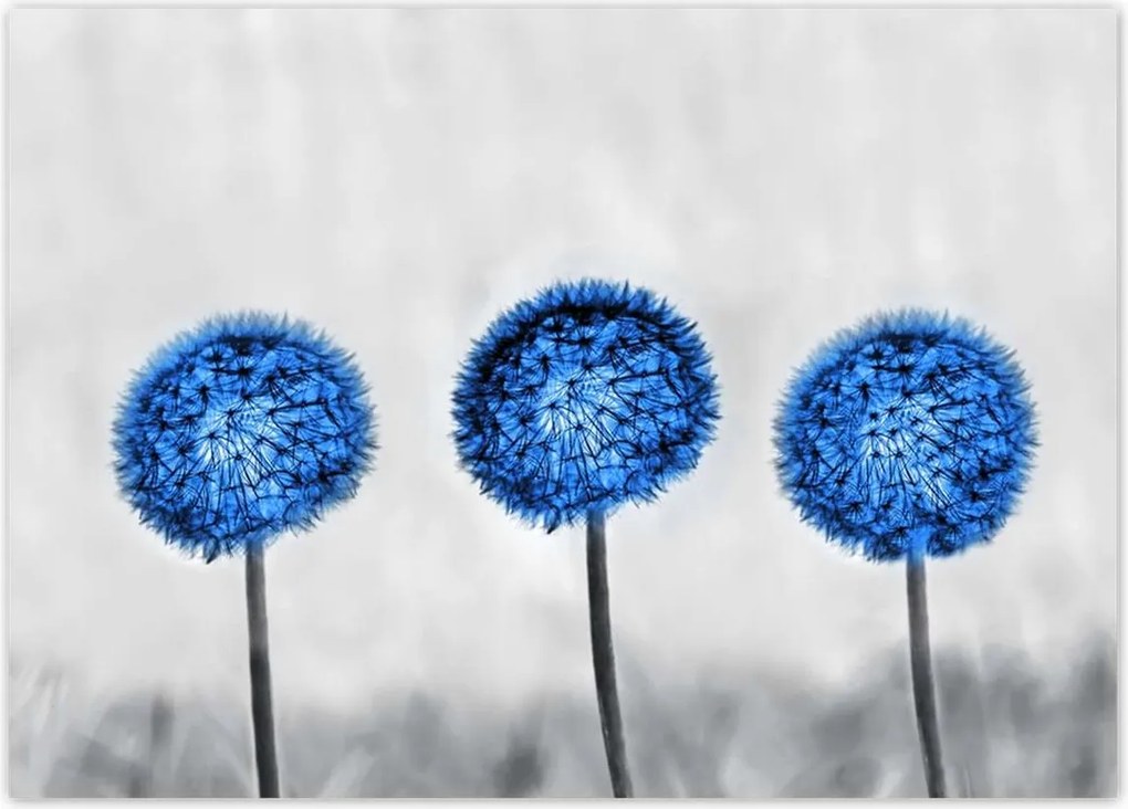 Poszterek 70x50 Kék pitypangok