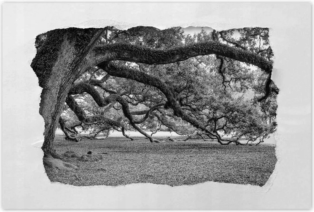 Poszterek 90x60 Erőteljes tölgyek