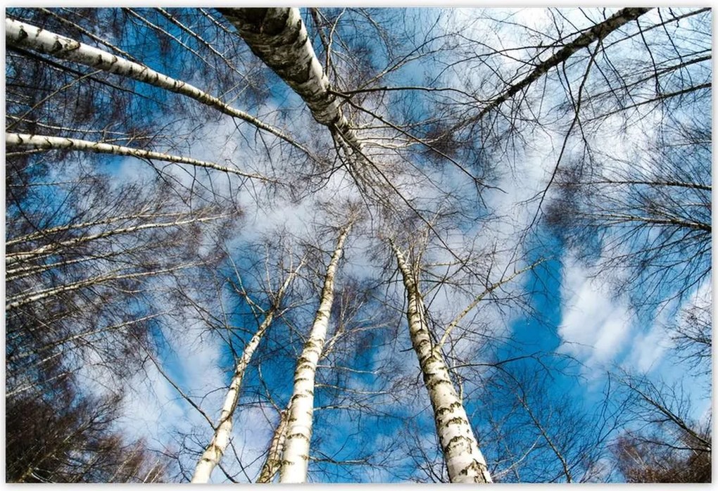 Poszterek 185x125 Nyírfa