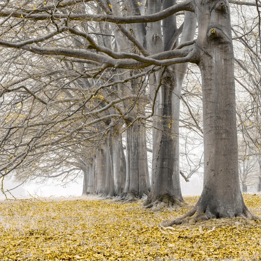 Poszter 40x40cm Fák egy sorban sárga levelek, Assaf Frank