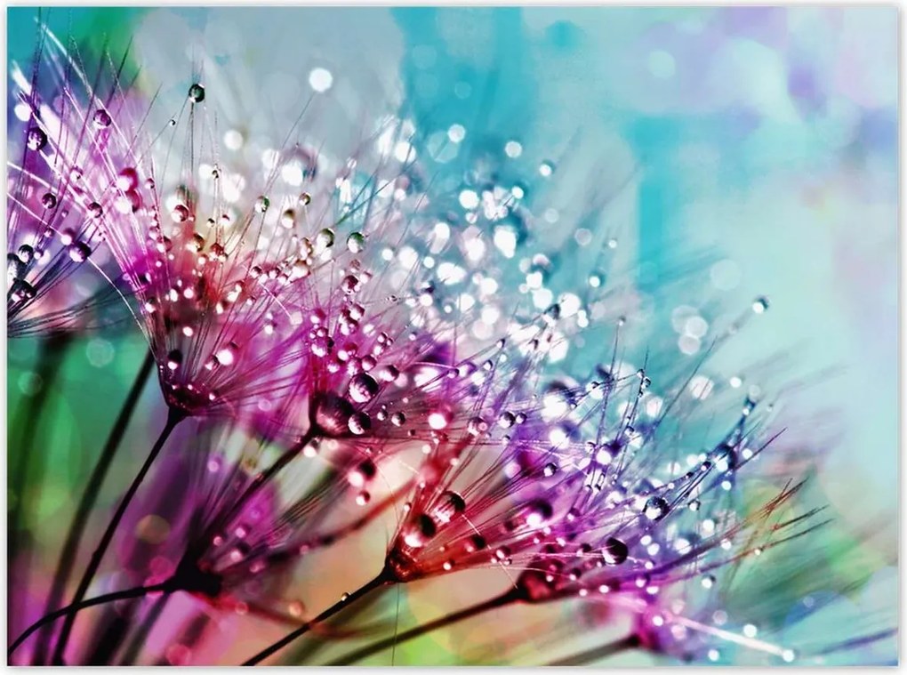 Poszterek 135x100 Harmatcseppek Pitypang