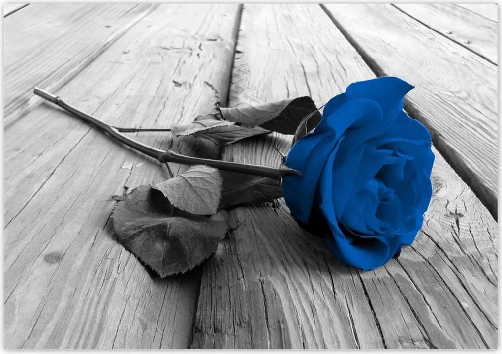 Poszterek 100x70 Kék rózsa a deszkákon