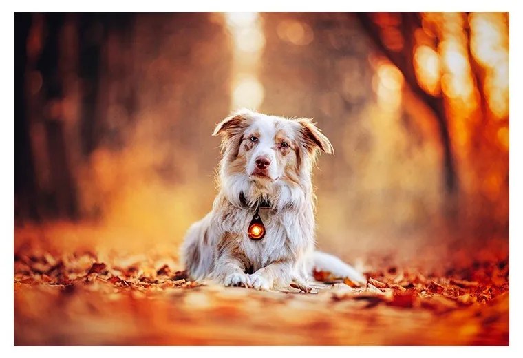 LED fény nyakörvre Amber - Orbiloc