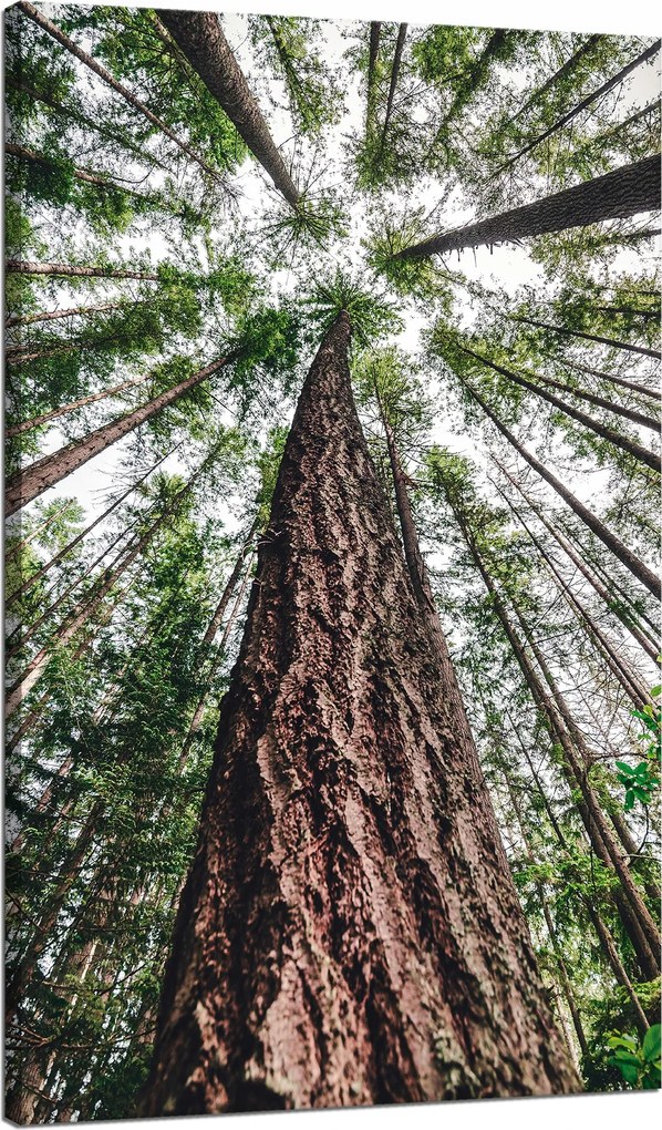 Vászonkép Fák Ég Természet Művészet 70x120 cm