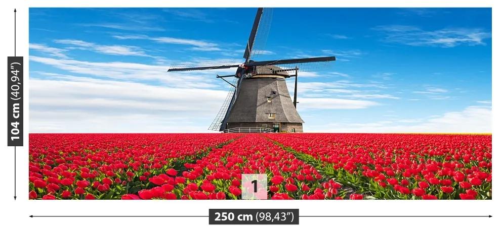 Fotótapéta tulipán, szélmalom 104x70 cm