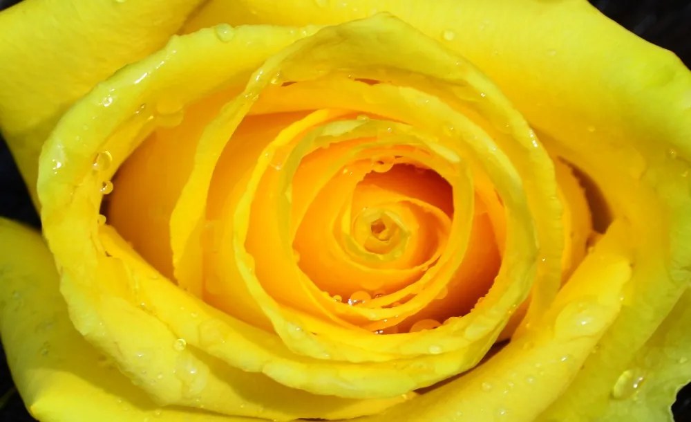 Rózsa fotótapéta több méretben, alapanyagban