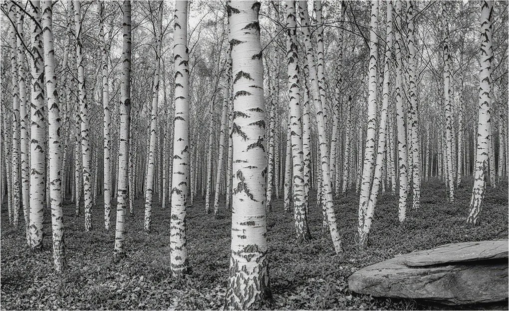 Dekoratív Fotótapéta Hálószobába Nyírerdő 416x254 Ragasztó