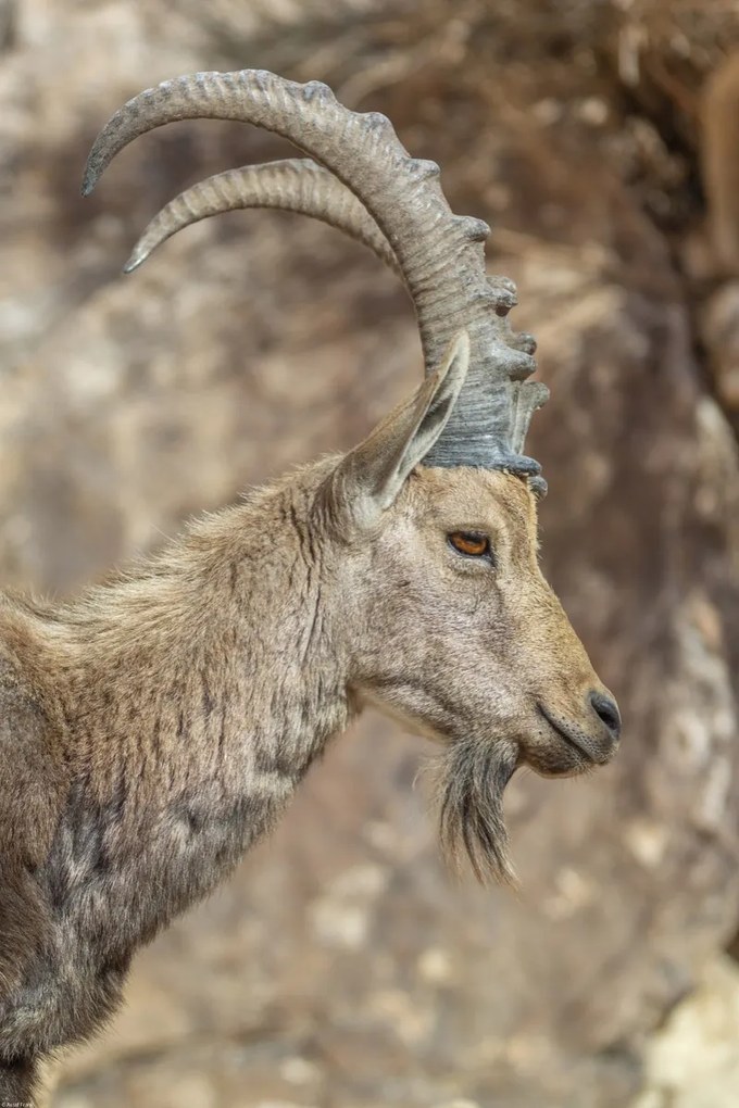 Poszter 40x60cm Nubiana Ibex 6, Assaf Frank