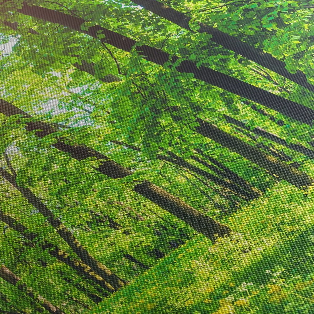 Kép - Tavaszi lomberdő (150x105 cm)