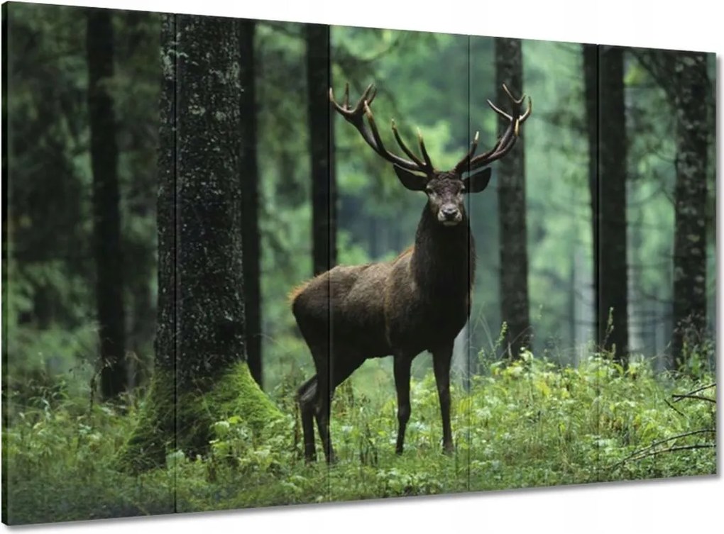 Vászonkép 100x70 Szarvas Erdő Tájkép