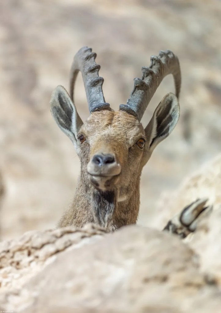 Poszter 29,7x42cm Nubiana Ibex 5, Assaf Frank