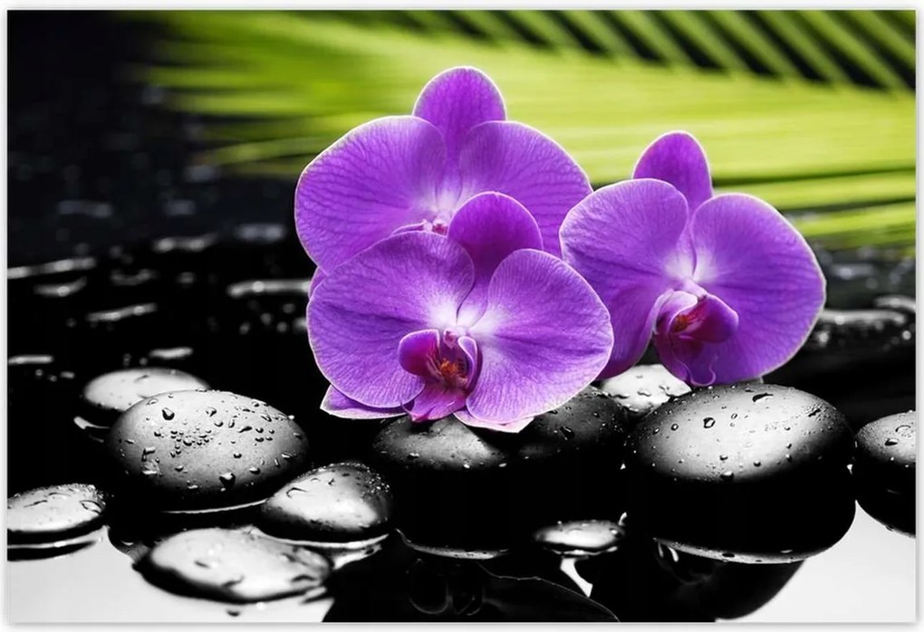 Poszterek 185x125 Lila orchideák