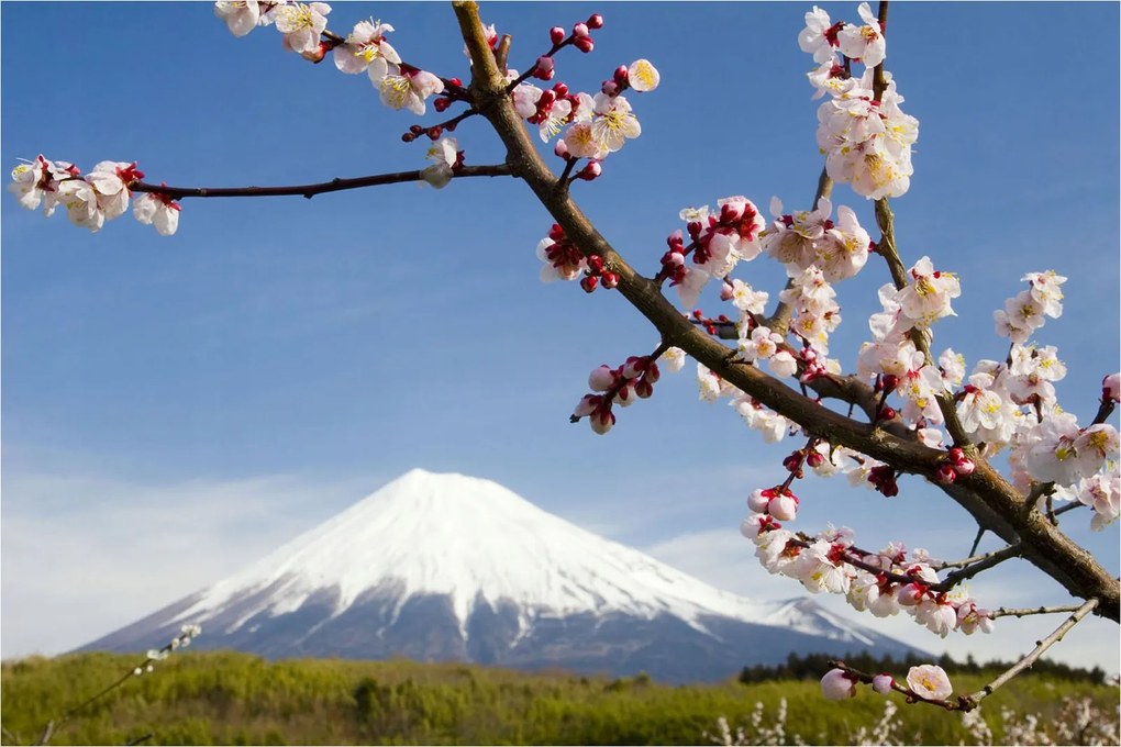 Fotótapéta Fuji Sakura Japán tájkép tavaszi kert 312x219 +ragasztó