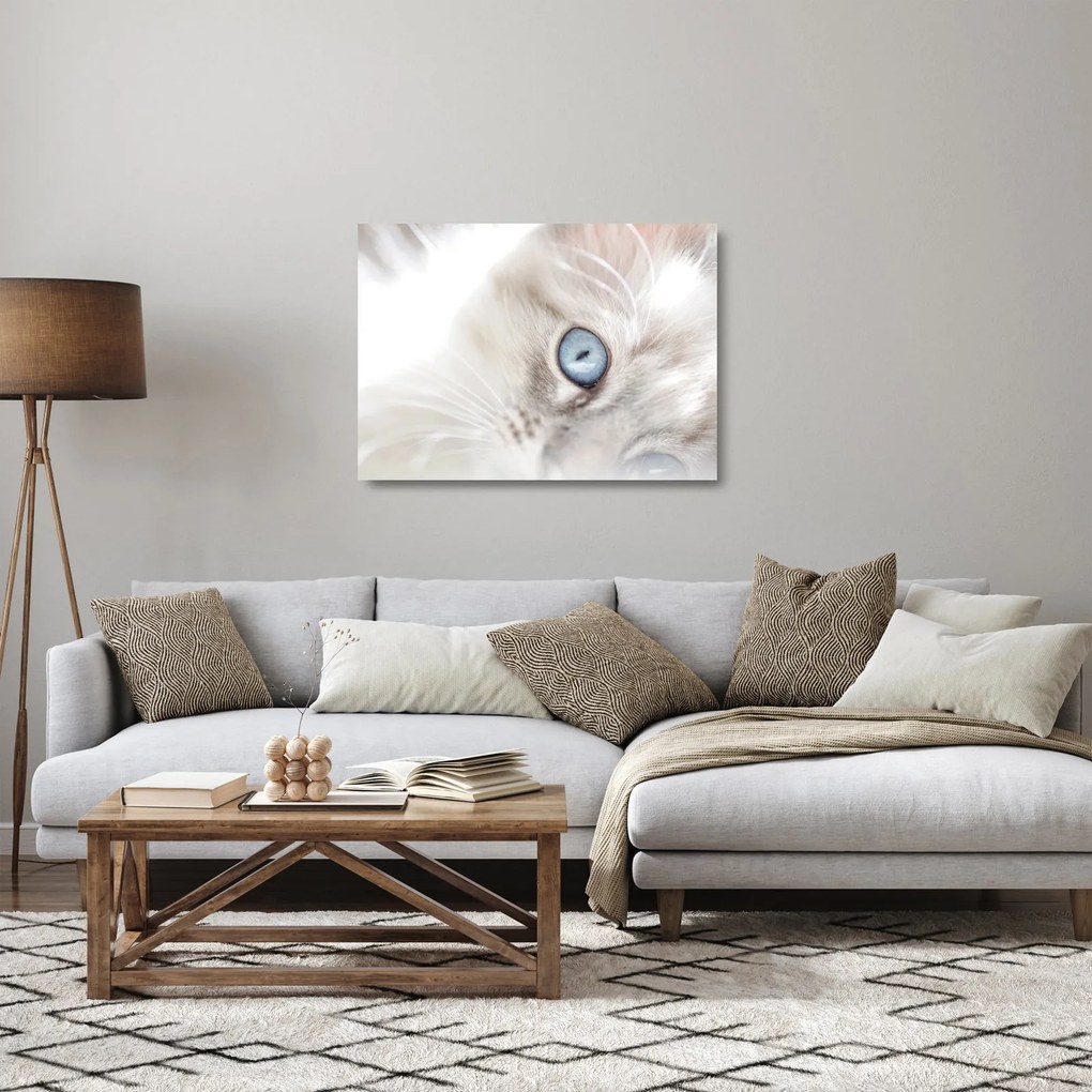 Üveg kép - Kék szemű macska (70x50 cm)