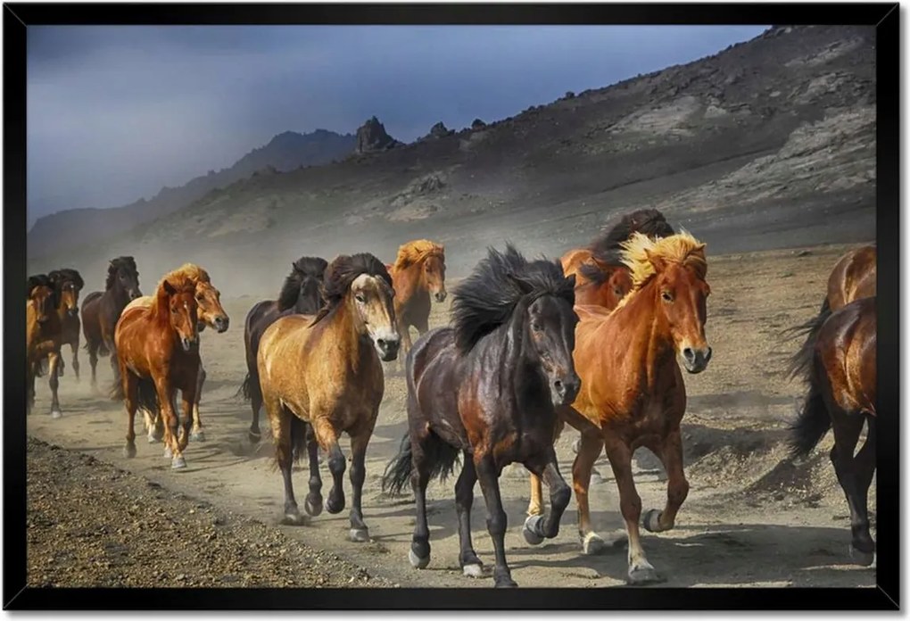 Poszterek keretben 60x40 Vadlócsorda