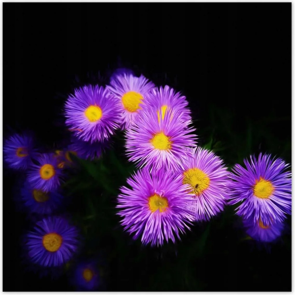 Poszterek 140x140 Lila őszirózsa virágok