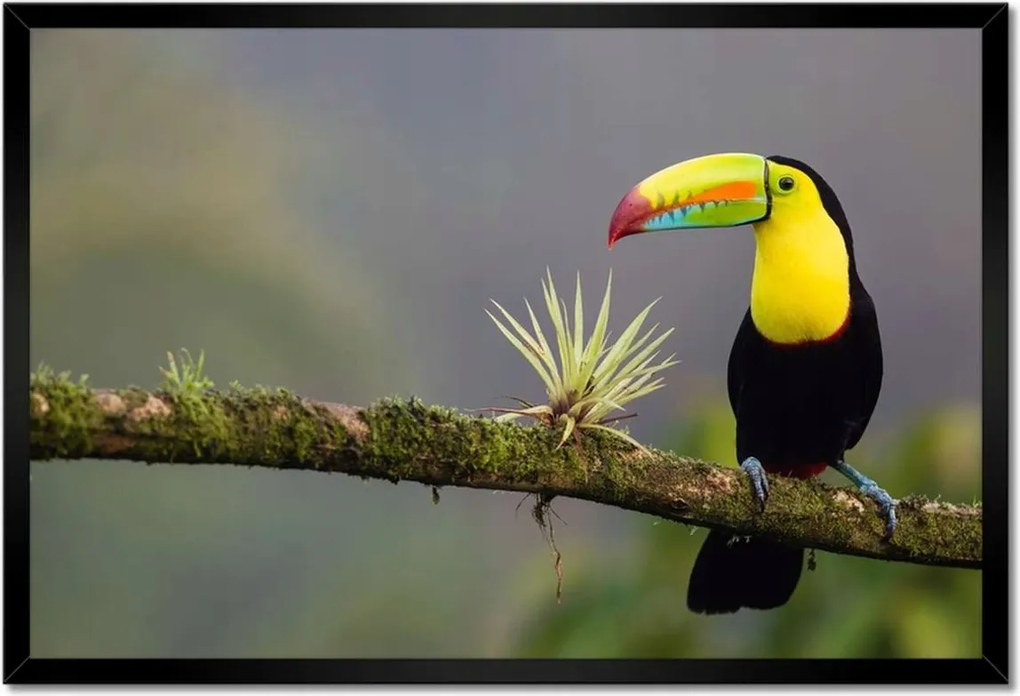 Poszterek keretben 60x40 Madarak