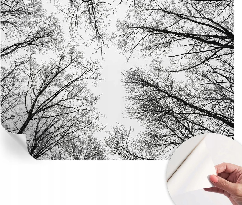 Öntapadós Dekoratív Fotótapéta Hálószobába Meztelen ágak 152x104 cm