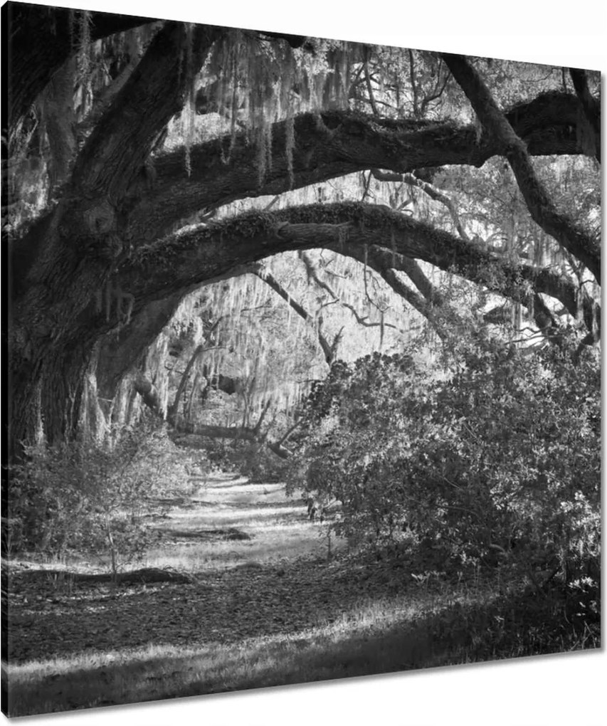 Vászonkép 80x80 Tölgyek a parkban