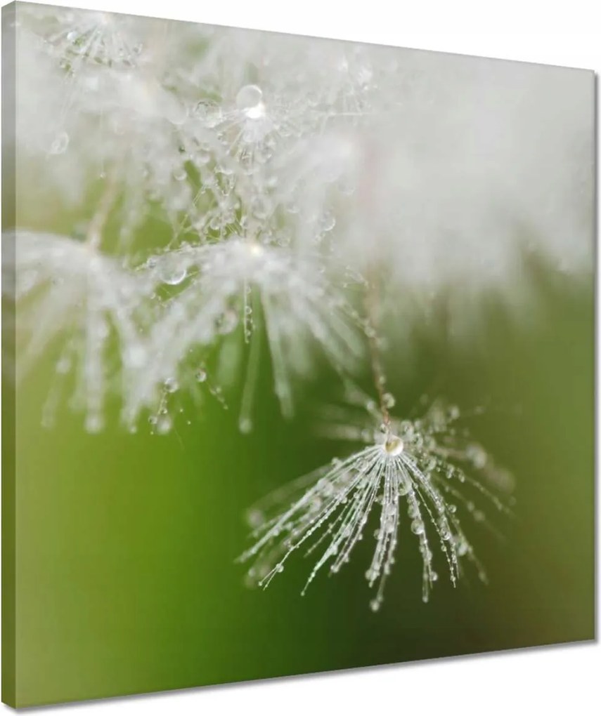 Vászonkép 40x40 Pitypang Virág Virágok