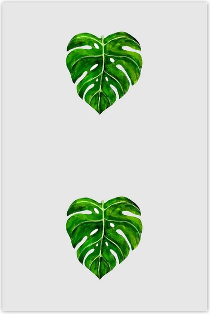 Poszterek 80x120 Monstera Lyukas levelek