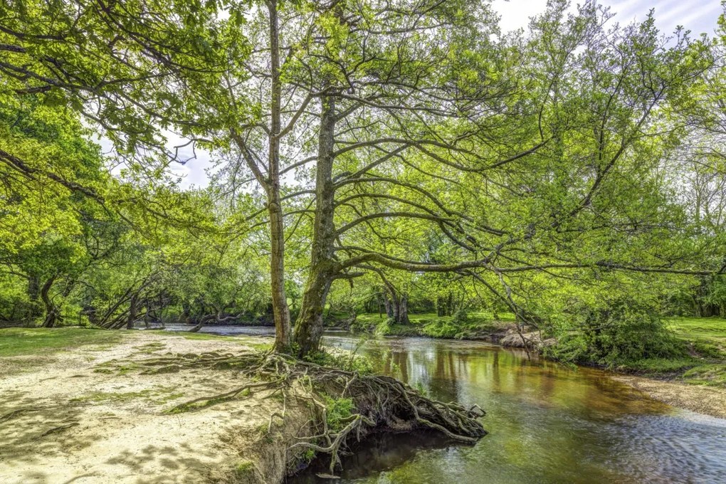 Poszter 45x30cm Tó az erdőben 2, Assaf Frank
