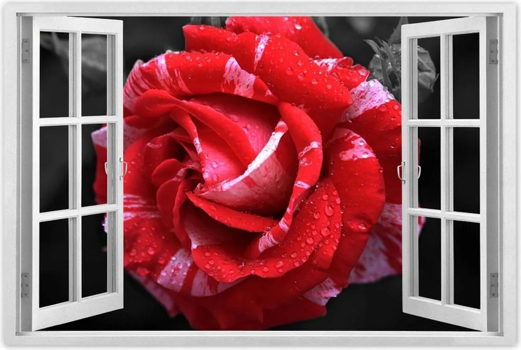 Poszter 90x60 Fehér-piros rózsa