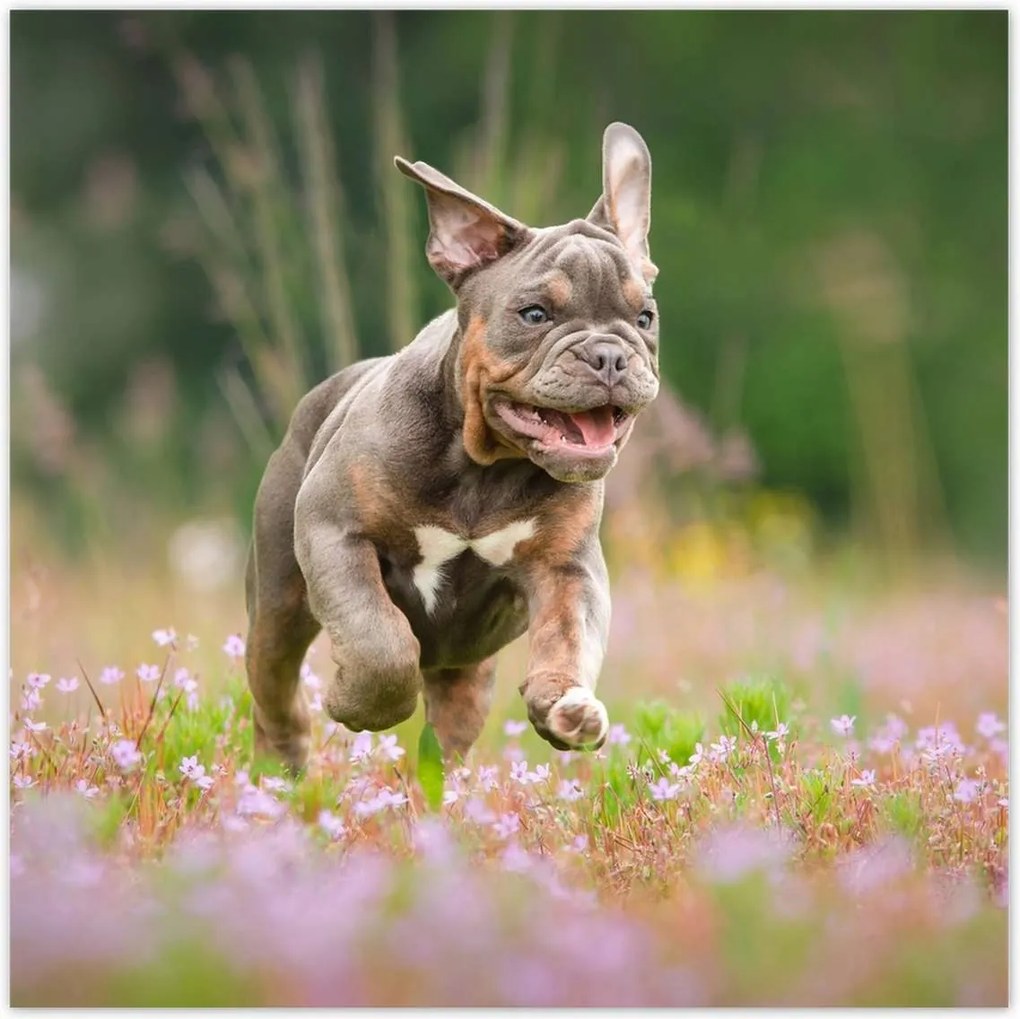 Poszterek 30x30 Kutya Kutyák