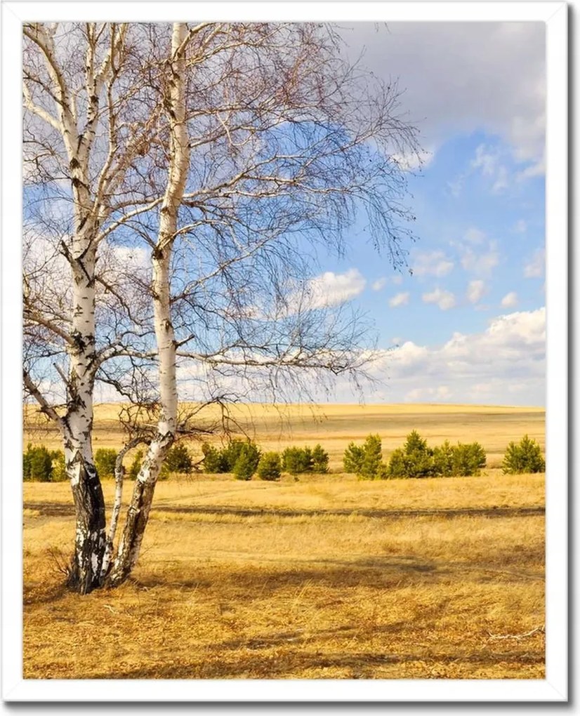 Poszterek keretben 40x50 Nyírfa a mezőn Tájkép