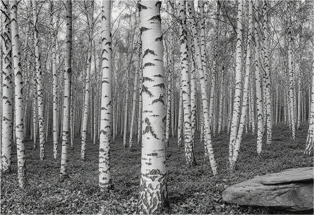 Dekoratív Fotótapéta Hálószobába Nyírerdő 152x104 Ragasztó