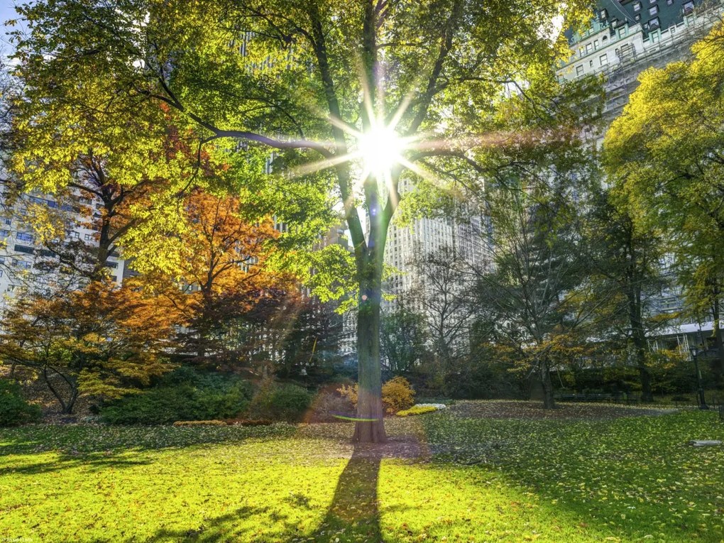 Poszter 40x30cm Napsugarak a fákon át a parkban, Assaf Frank