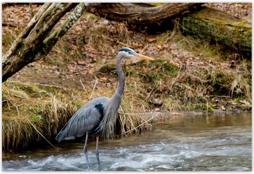 Poszterek 155x105 Kalapos madár Tájkép Kilátás