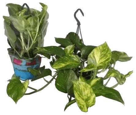 IBH SZOBAI FUTÓKA CS:15CM AMPOLNÁS SCINDAPSUS AUREUM