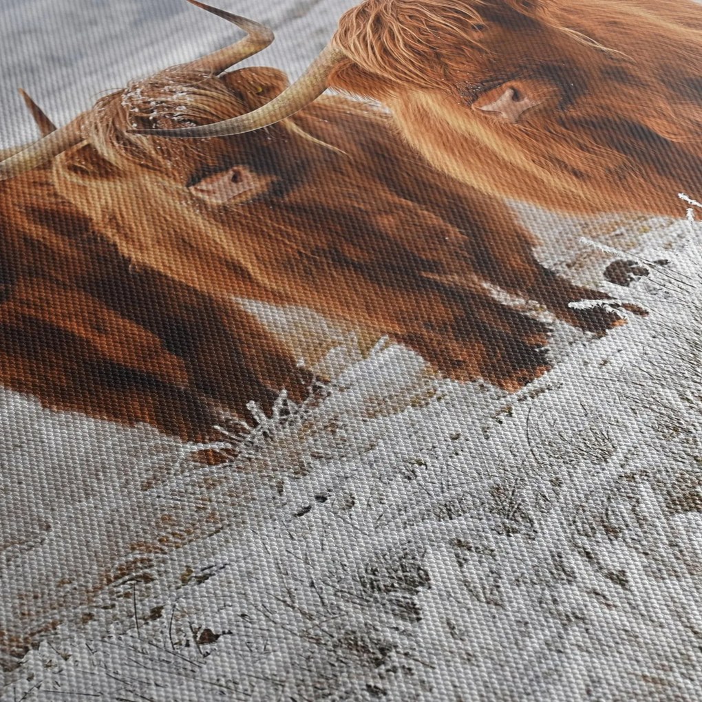 Kép - Skót tehenek (90x60 cm)