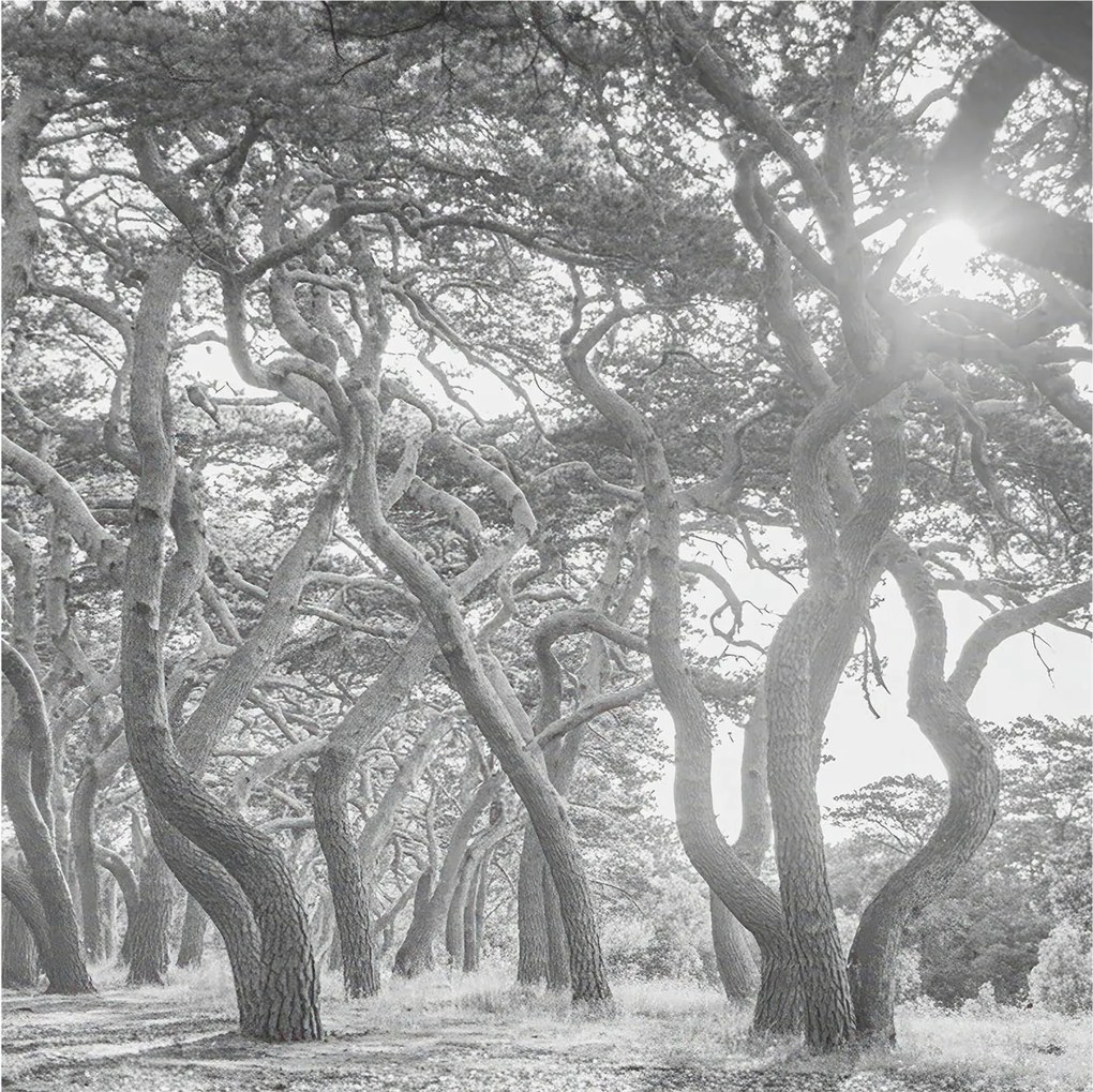 Stílusos Dekoratív Fotótapéta Flizelin Klíma erdő 250x250 Ragasztó