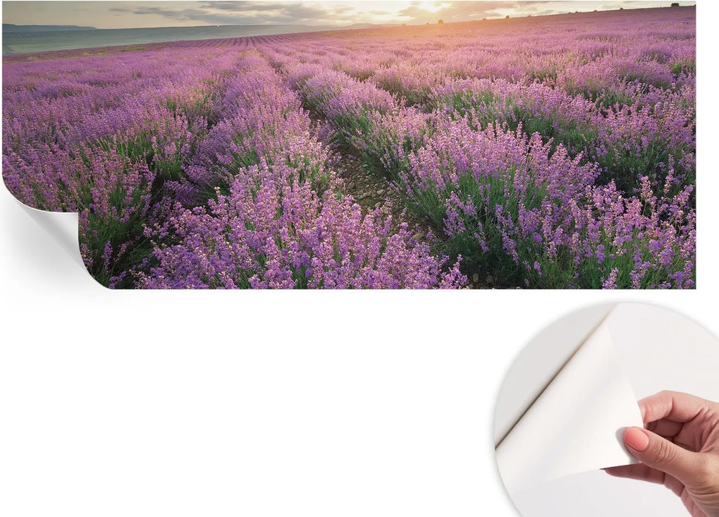 Modern öntapadós fotótapéta Mosható Levendula mezők 250x104 cm