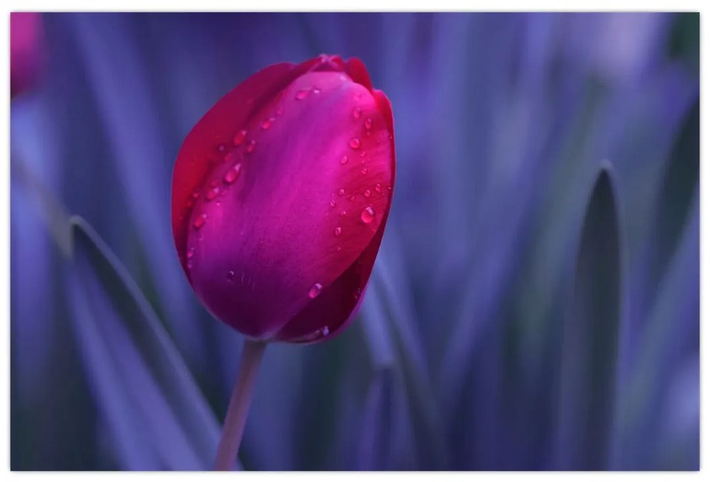 Tulipán bimbó képe (90x60 cm)